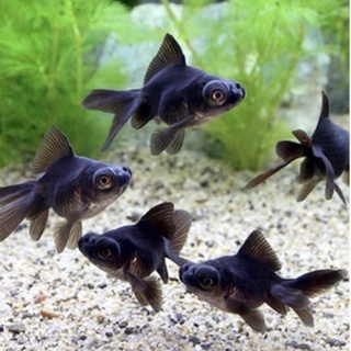 金魚琉金 優惠推薦 22年8月 蝦皮購物台灣