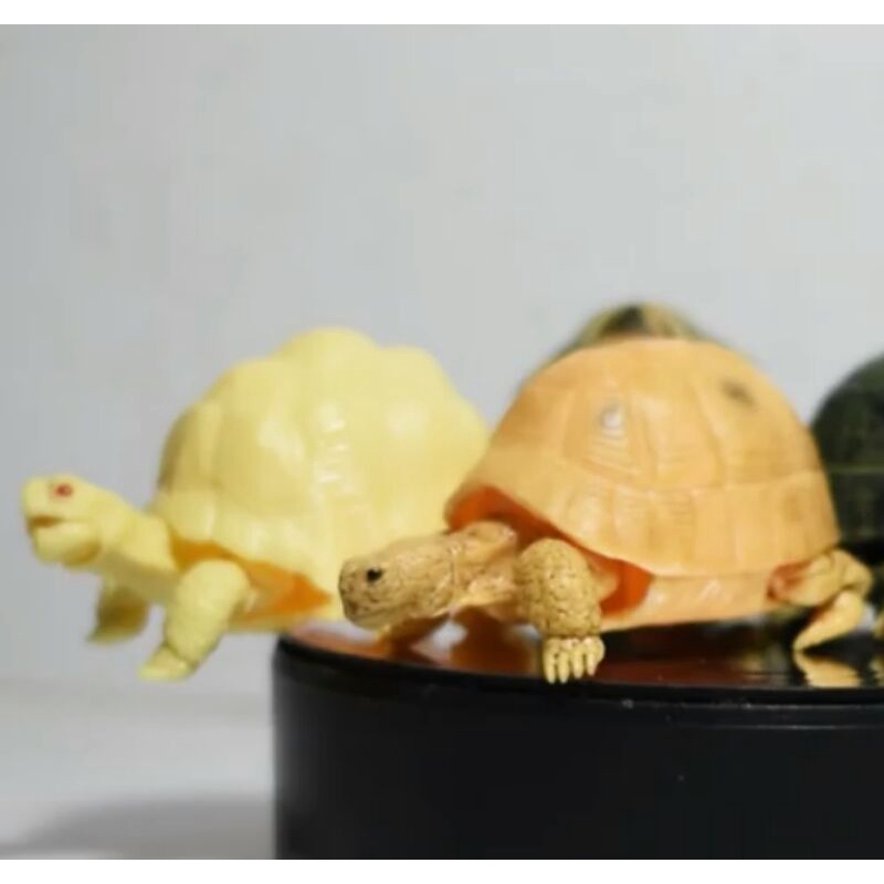 全新未拆封 白子 白化 黃金歐陸 黃歐 歐陸 日本 BANDAI 轉蛋 扭蛋 烏龜 陸龜 可動烏龜造型 環保扭蛋