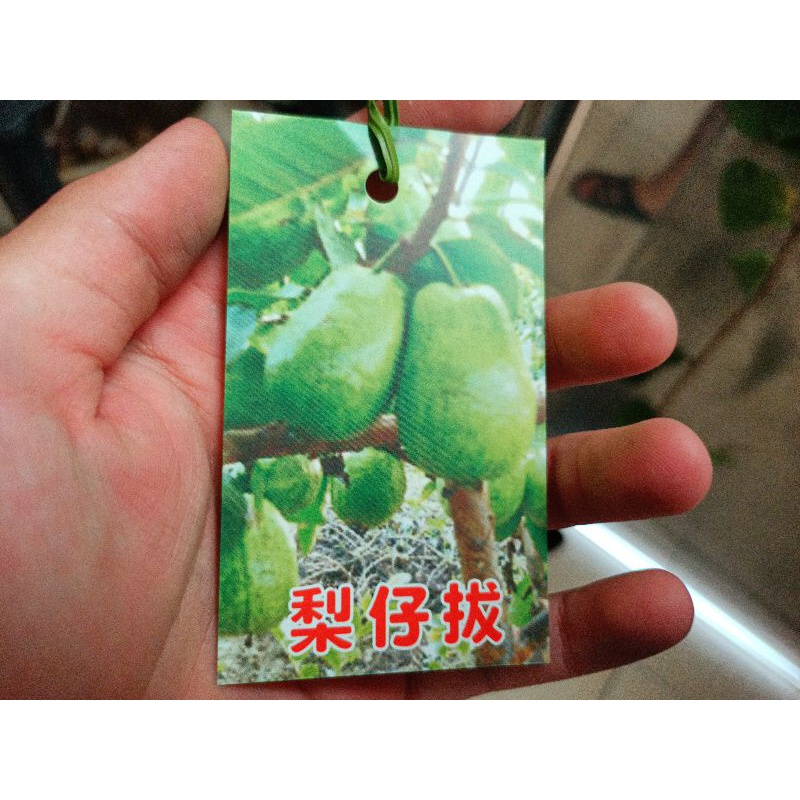 梨仔芭樂的價格推薦 - 2022年4月| 比價比個夠BigGo
