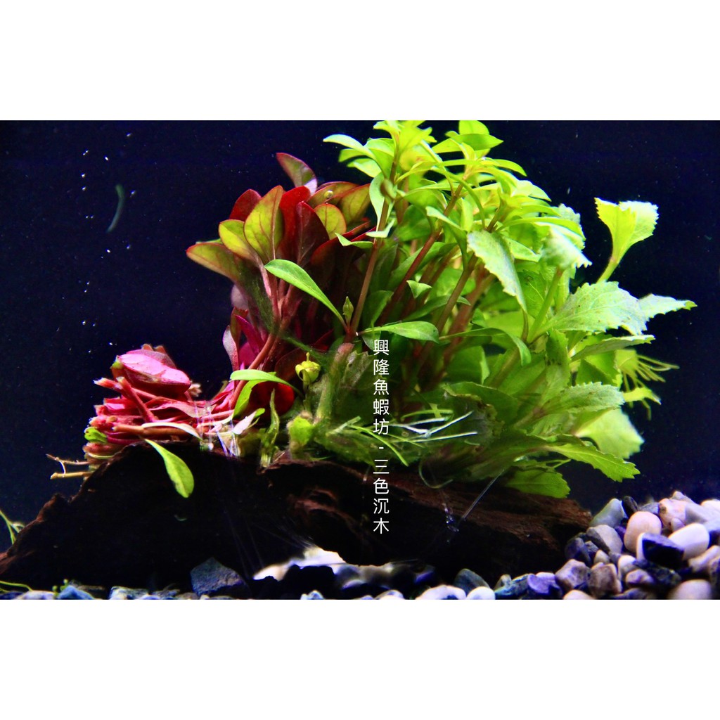興隆魚蝦坊 三色沉木 陰性水草水草造景魚缸擺設無需co2 蝦皮購物