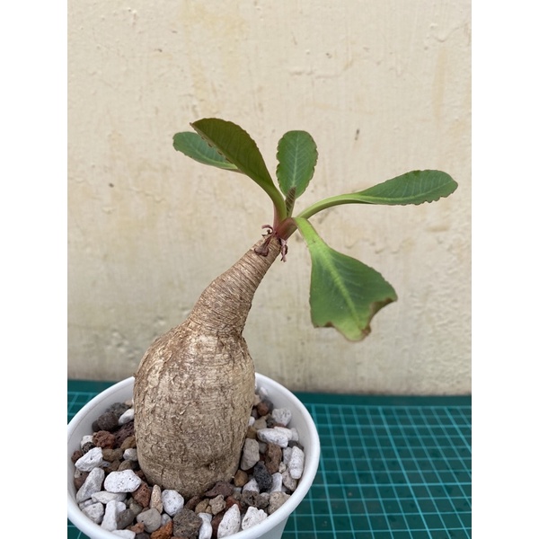 JS 櫻花大戟（Euphorbia primulifolia) 塊根