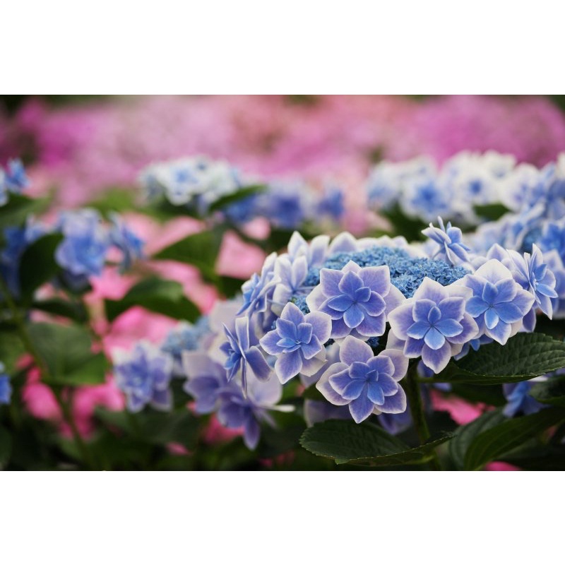 金平糖紫的價格推薦 22年9月 比價比個夠biggo