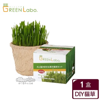 【GreenLabo】 DIY貓咪燕麥草 毛貓寵