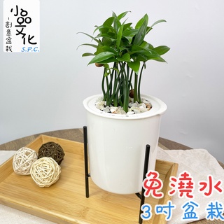 【小品文化】竹柏【現貨】3吋鐵架免澆水盆栽 懶人盆栽 觀葉植物 室內植物 自動吸水 創意花盆 居家辦公盆花