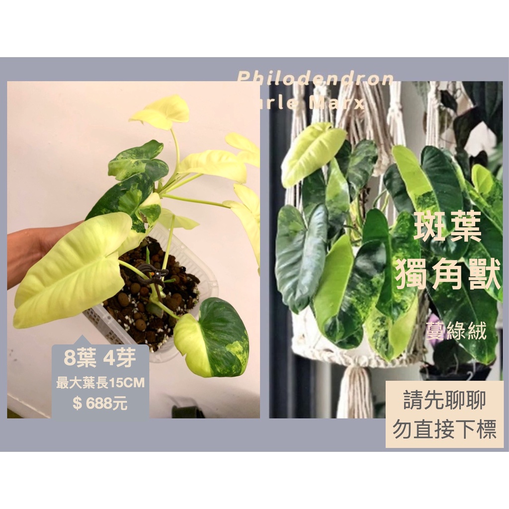 【鹿過植栽】 斑葉獨角獸 蔓綠絨 philodendron burle marx 美斑穩根 多芽健康