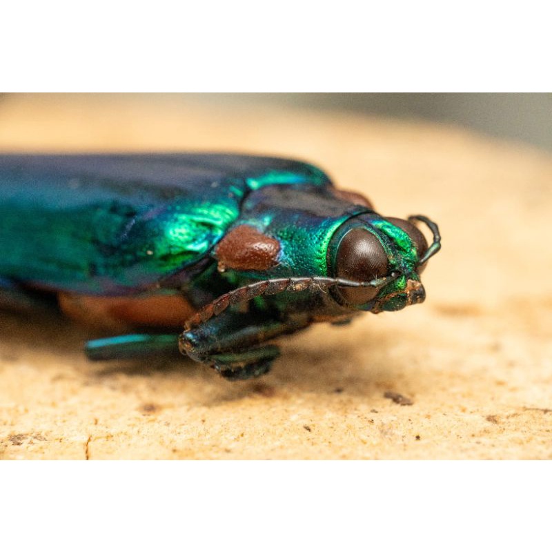 豪華で新しい Mtg 魂の歌姫ルビニア Rubinia Soulsinger Leg 金 マルチカラー R Lacistitis Es