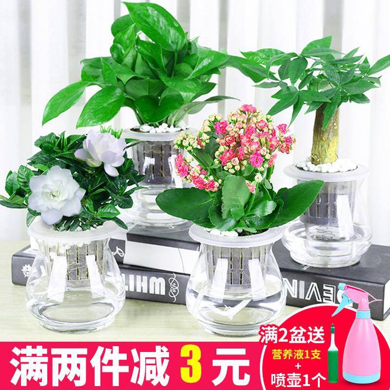 限時熱賣 綠蘿水培植物盆器懶人室內水培花梔子花水培植物玻璃瓶水養花四季 蝦皮購物