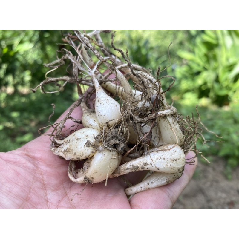 蕗蕎 Ptt討論與高評價網拍商品 21年8月 飛比價格