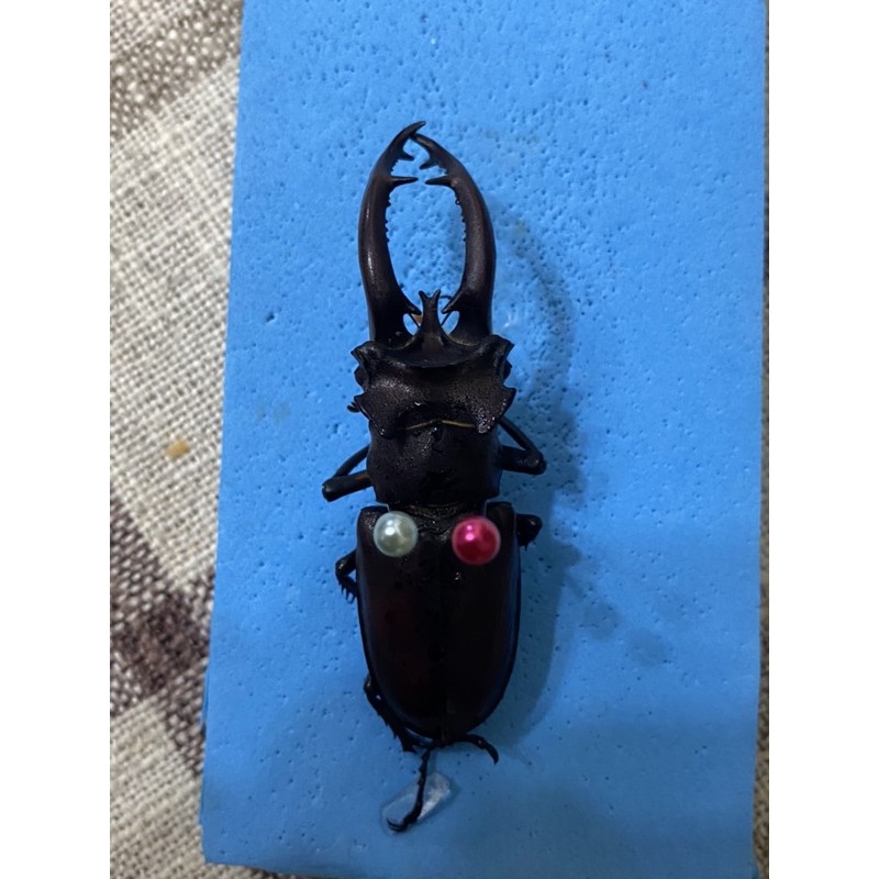 昆蟲標本 教學 收藏 鍬形蟲 甲蟲
