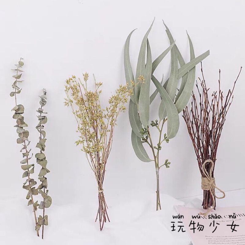 玩物少女 森林系天然植物乾燥花拍攝道具居家裝飾 蝦皮購物