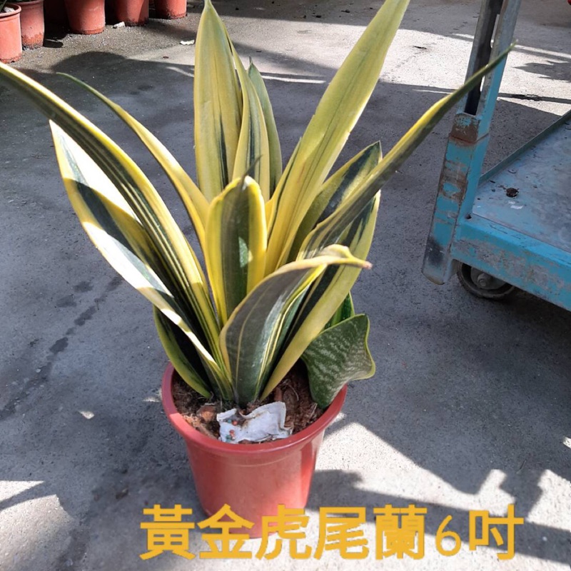 室內植物～黃金虎尾蘭（6吋）