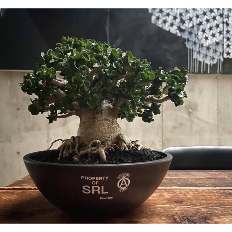 2021SS NEIGHBORHOOD SRL.BOWL-L / P-PLANT POT 塊根植物膠盆栽現貨| 蝦皮購物 2021SS NEIGHBORHOOD SRL.BOWL-L / P-PLANT POT 塊根植物膠盆栽現貨| 蝦皮購物