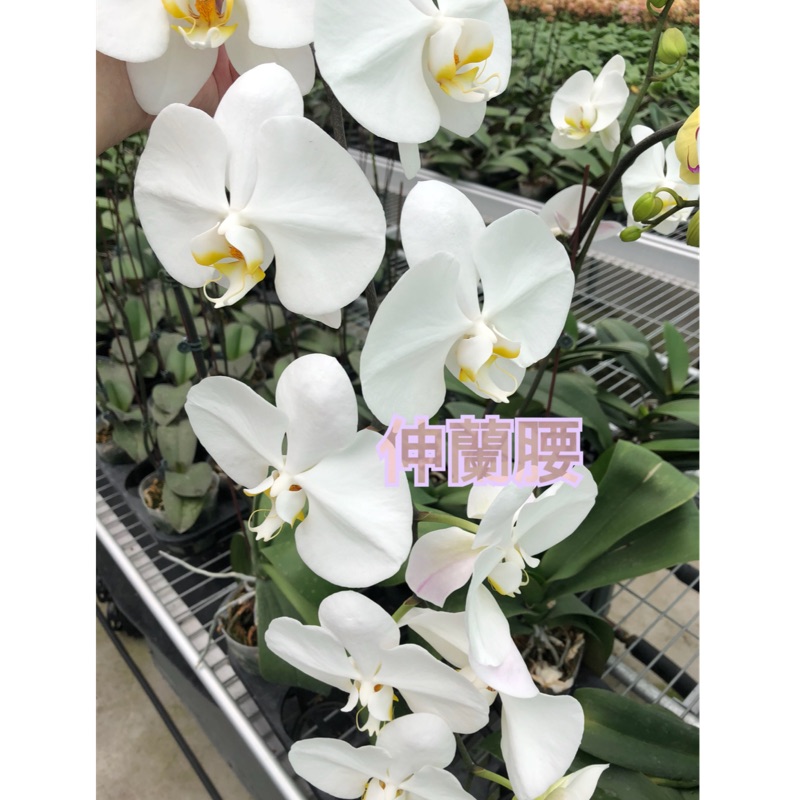（有開花）V3大白花（3.5吋蝴蝶蘭成熟植株）日本人最愛