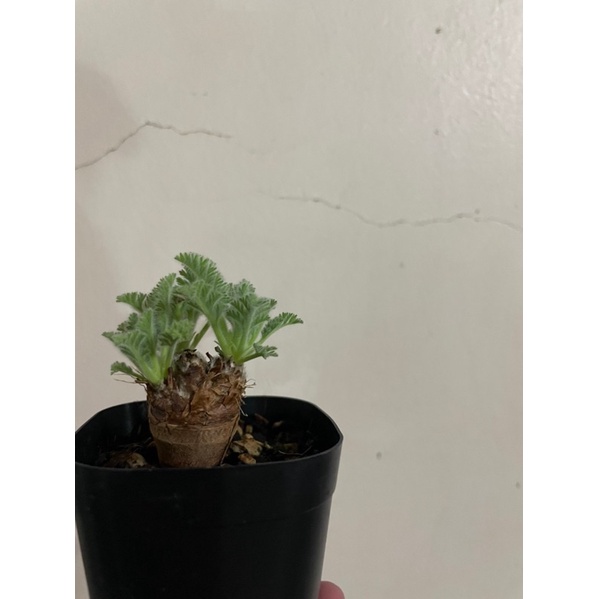 塊根植物羽葉洋葵冬型 蝦皮購物