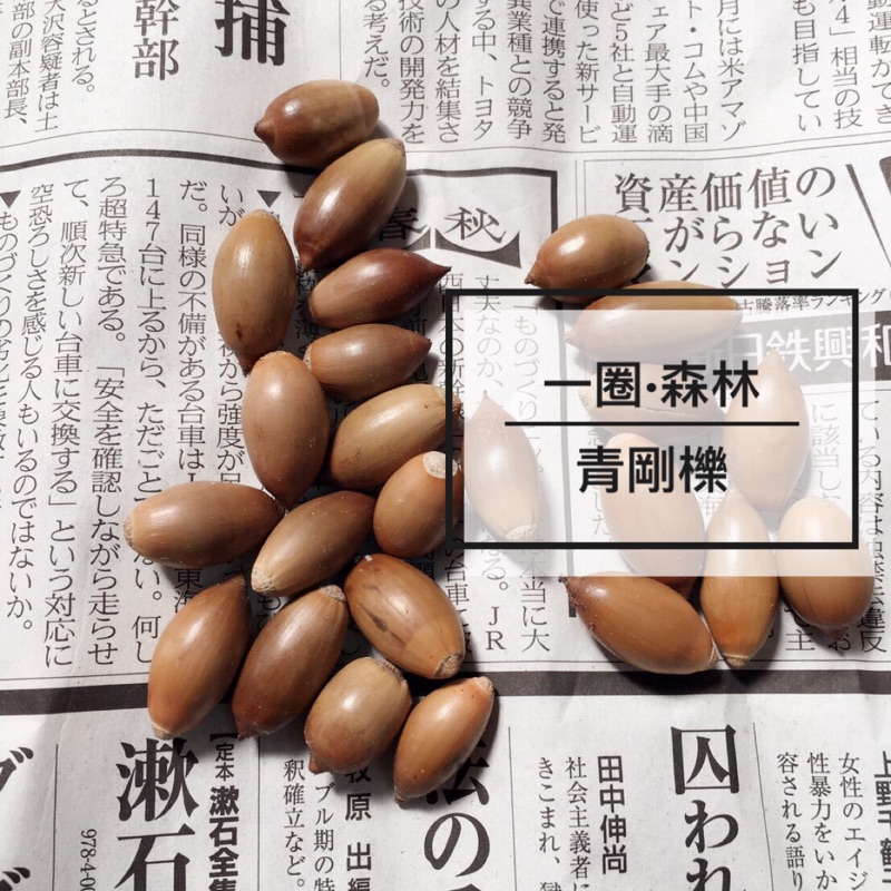 青剛櫟青剛栗殼斗科無帽子單顆售手作種子串果實花圈已乾燥聖誕花圈 蝦皮購物