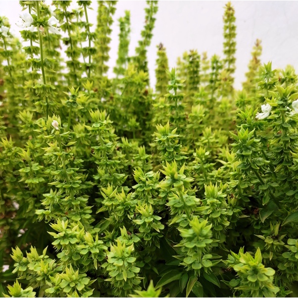 綠花束羅勒種子20顆~Green Bouquet Basil~小葉矮種，開花性極佳，多花，適合種在廚房窗台