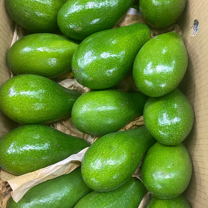 ⭐️🥑暑假限定早生種⭐️台東產酪梨 🥑一箱十斤