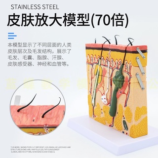 繁星優選正品人體皮膚結構切面模型 皮膚層次切面放大模型 皮膚構造解剖