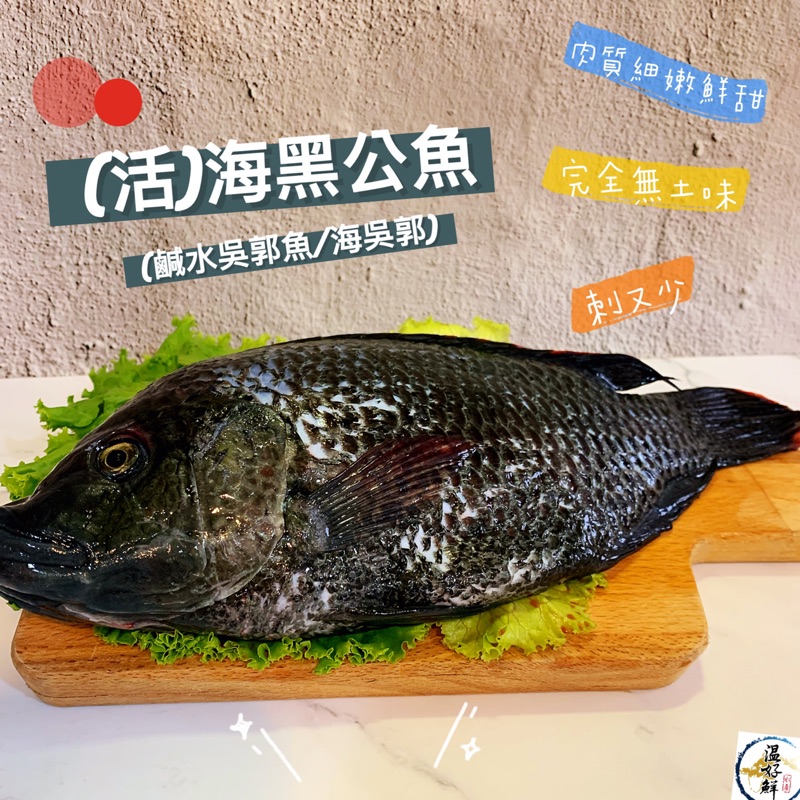 温好鮮 水產 活 海黑公魚 鹹水吳郭魚 海吳郭 蝦皮購物