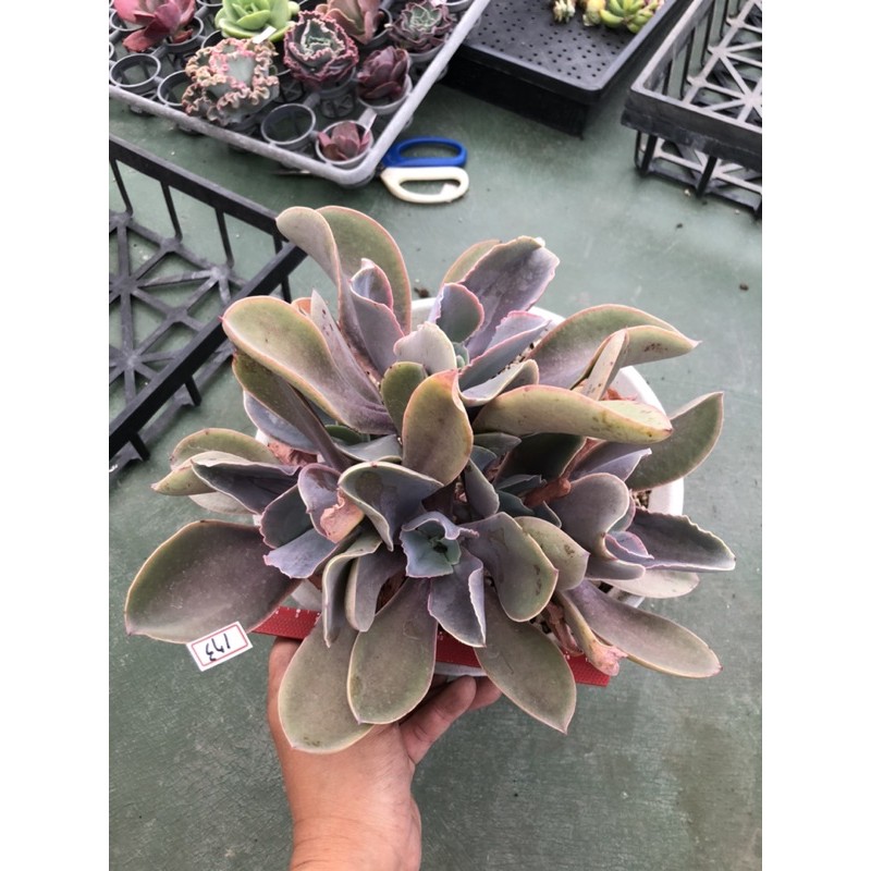 老欉多肉植物 拍賣與ptt推薦商品 21年3月 飛比價格