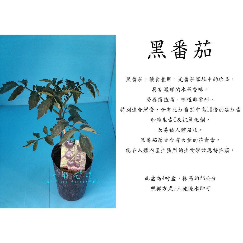 心栽花坊-黑番茄/番茄/花青素/蔬菜/水果苗/售價120特價100