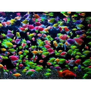 Glofish 不要進入顏色選擇測量 567