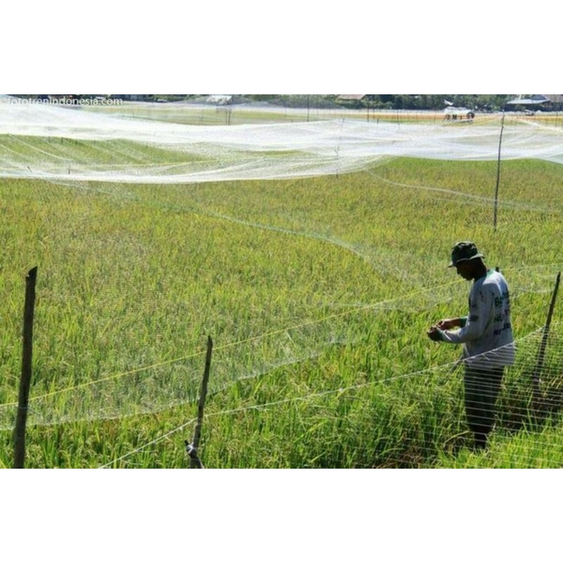 稻田網鳥網遮米保護米鳥網鳥網 DERUK 捕鳥網