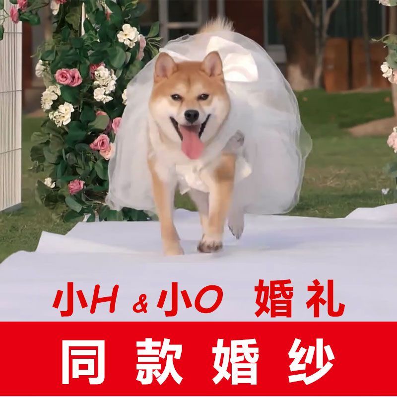 愛品質嚮往的生活小H小O同款婚紗泰迪寵物狗生日禮服柴犬可愛蓬蓬裙公主