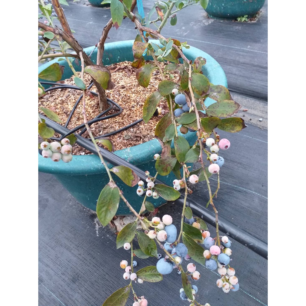 藍莓苗【福田】3.5吋淺軟黑盆、6吋盆栽。