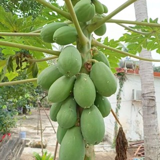 又名寒木瓜花 優惠推薦 23年1月 蝦皮購物台灣