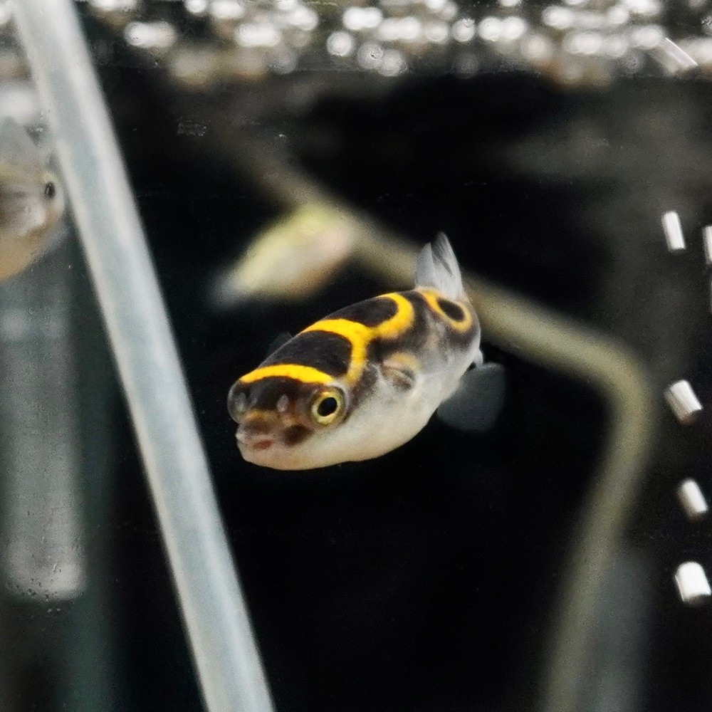 五送一大尺寸八字娃娃飼料活餌汽水河豚河豚魚小型河豚金娃娃八字娃娃魚八字河豚 蝦皮購物