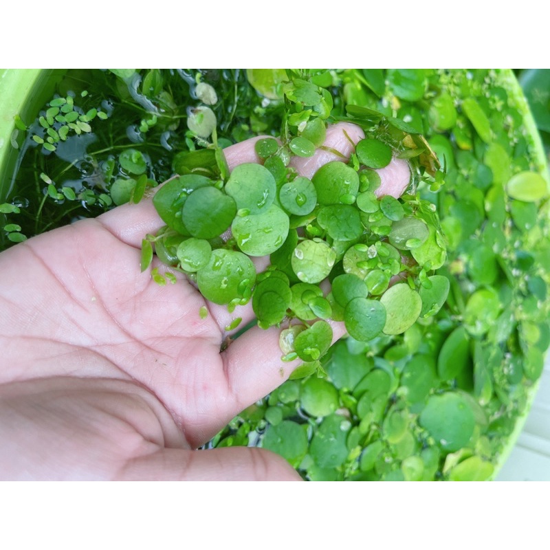 水生植物玫瑰水芙蓉的價格推薦 23年2月 比價比個夠biggo