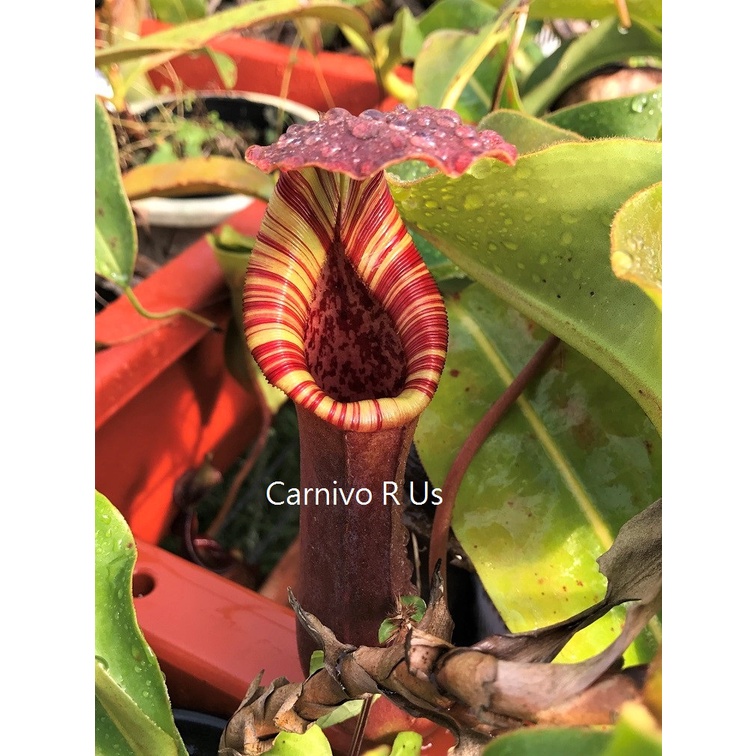 《珍奇植物、貳》食蟲植物 豬籠草 Nepenthes lowii x truncata WP