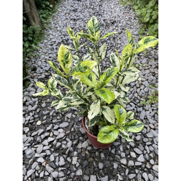 斑葉梔子花5吋盆特價150元