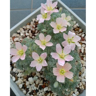 白皮月界 (sarcocaulon peniculinum)