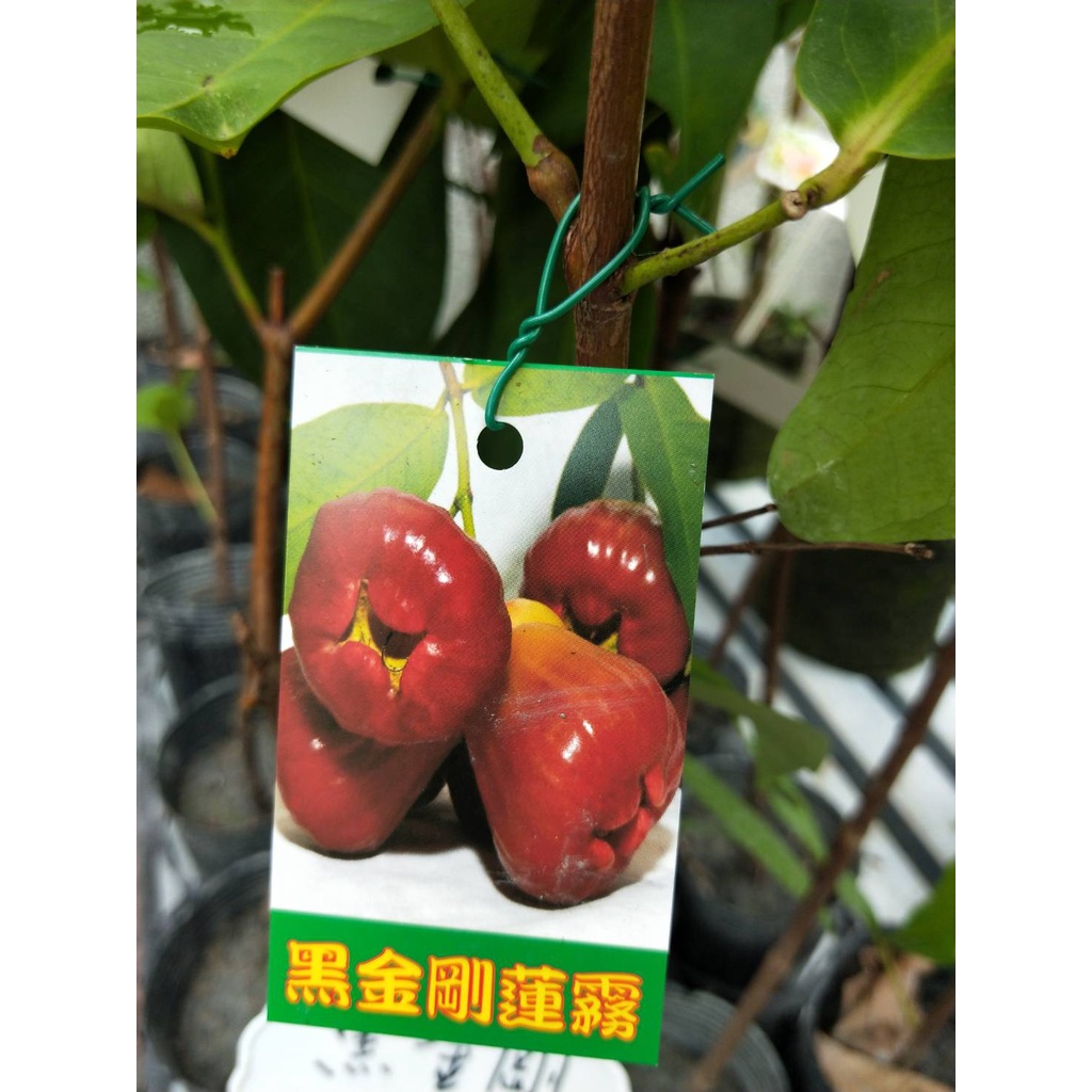 超希少 特大 レンブ取木苗木 台湾黑金剛蓮霧 【公式通販】