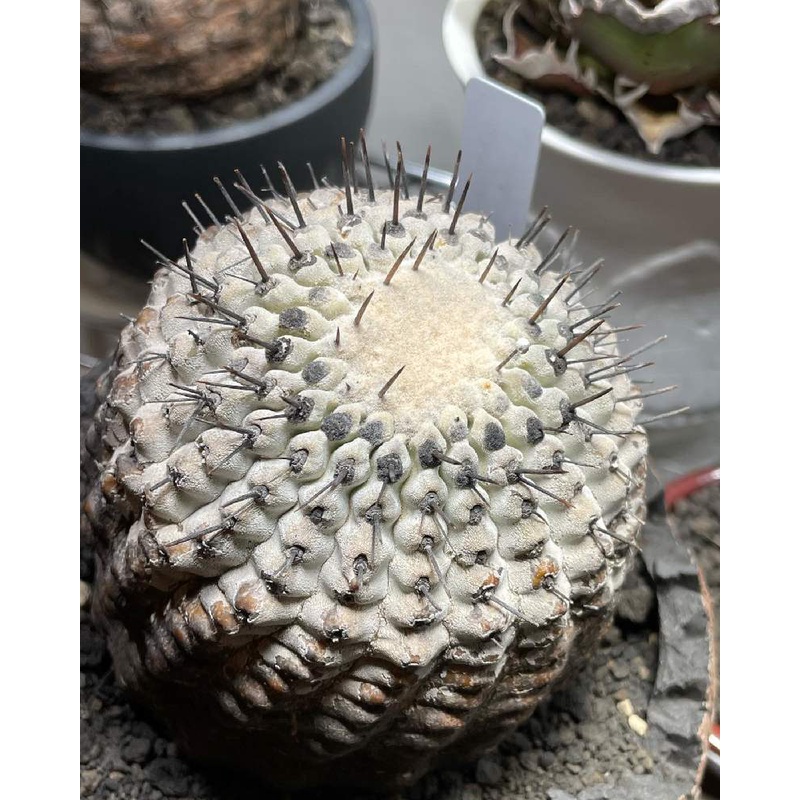 【大利叔叔】 黑王丸 Copiapoa cinerea 種子 稀有 龍爪球屬 仙人掌 夏型種 塊根 多肉植物