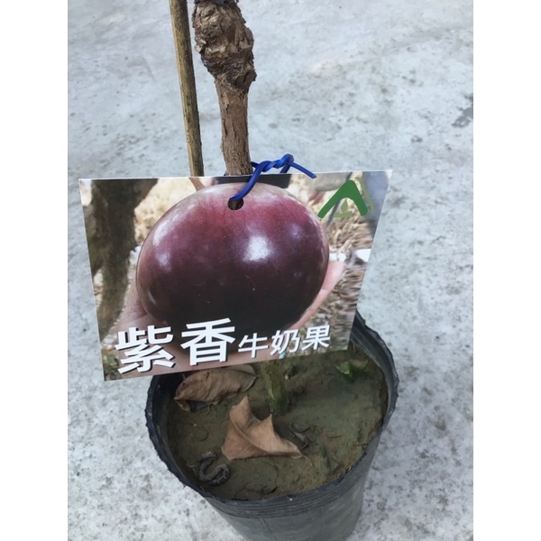 卉迎園藝 紫香牛奶果嫁接苗高度60公分/水果樹苗/新興果樹