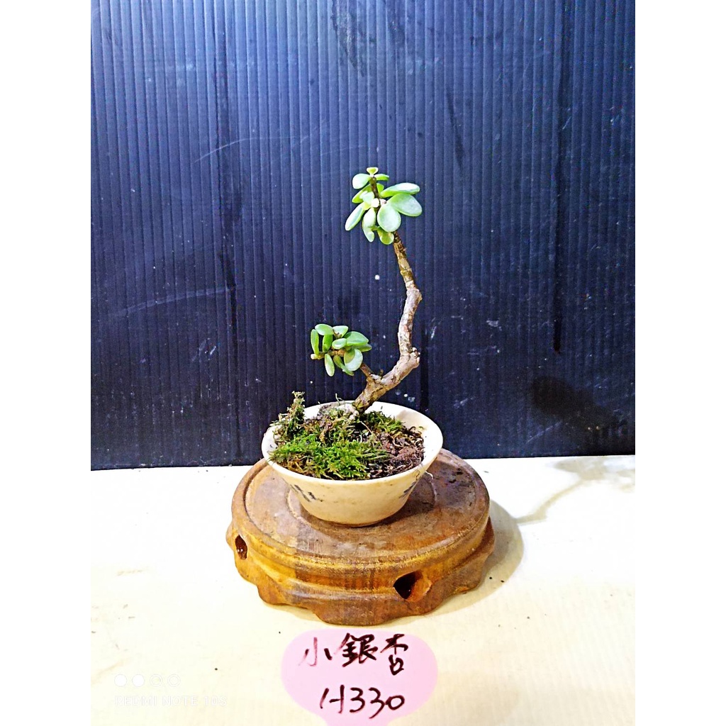 樂山   小銀杏 H330 小型盆栽