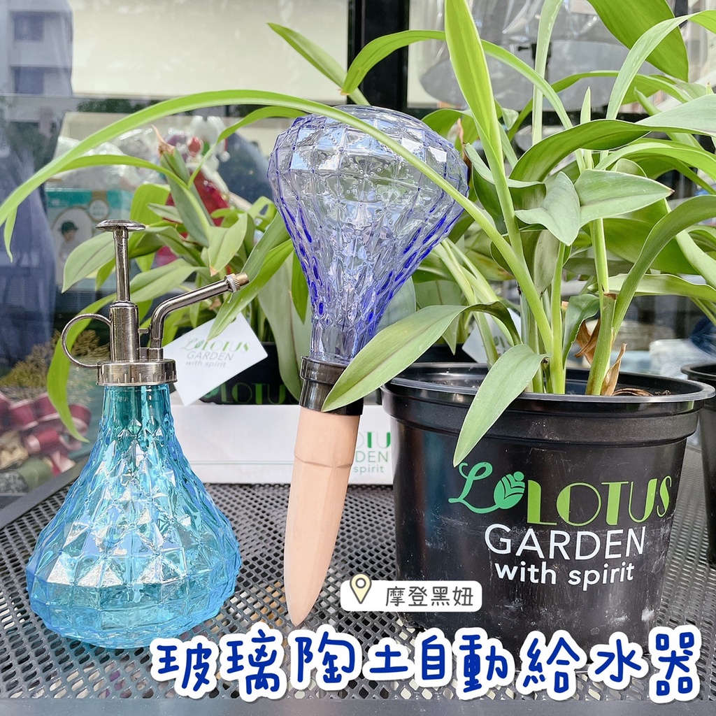 💃摩登黑妞💃 玻璃陶土自動給水器 拆售 花圃 自動給水器 園藝用品 澆花用具 #1371207