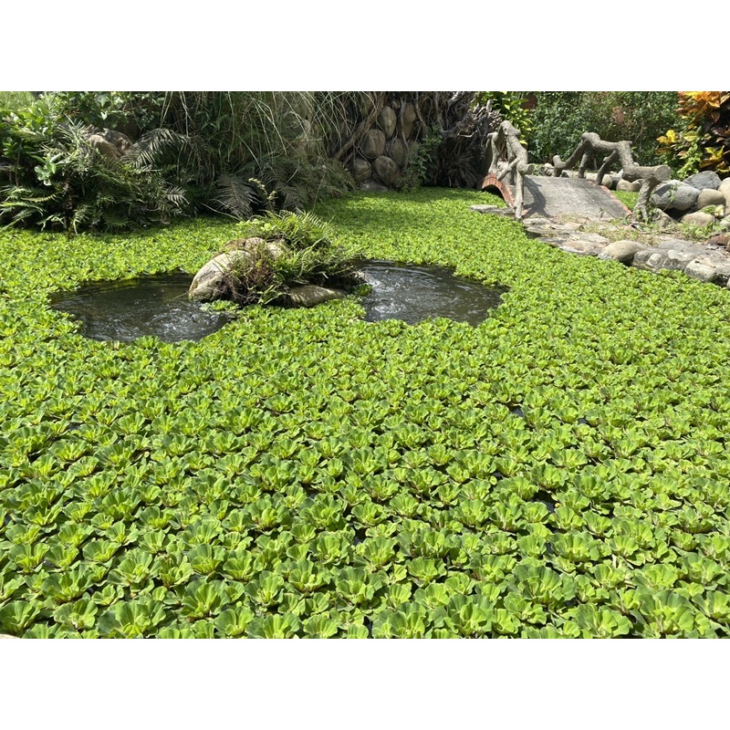 水生植物玫瑰水芙蓉的價格推薦 23年2月 比價比個夠biggo