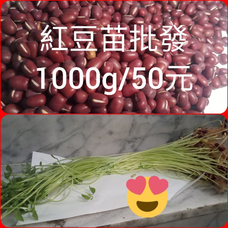 紅豆苗批發，1000公克/50元，無冷藏