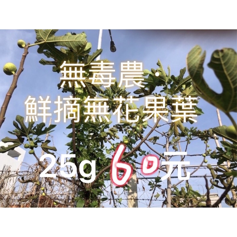 現採【無花果葉🍃】（含梗）daun ara  25g/60元 可烘乾