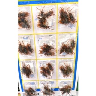 臺灣現貨 12入4入蟑螂 整人 夜市玩具 排裝玩具 整卡出售 童玩 兒童節 安親班 露營 派對 活動 獎勵