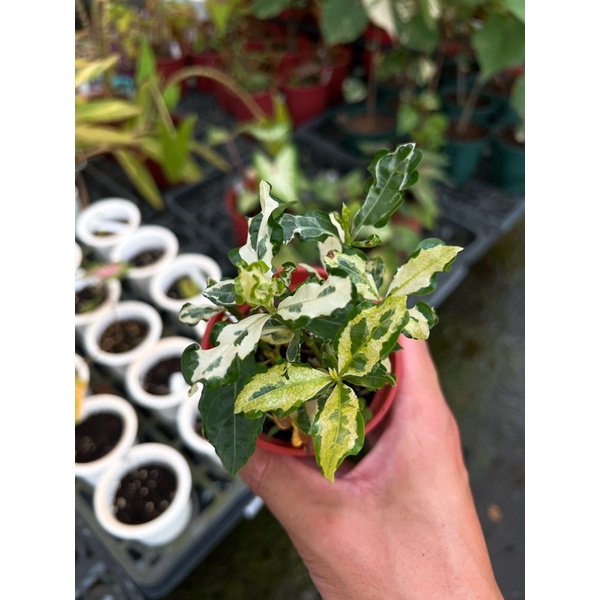 斑葉玉堂春 3吋盆 觀葉植物/室外植物