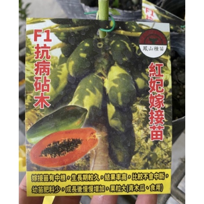 ★綠霖園藝★紅妃木瓜 嫁接苗 高度約20公分 觀賞植物/水果樹苗/新興果樹/果苗/嫁接/植物/盆栽