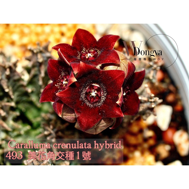 蘿藦多肉植物493Caralluma crenulata hybrid"number 1"美花角交種1號