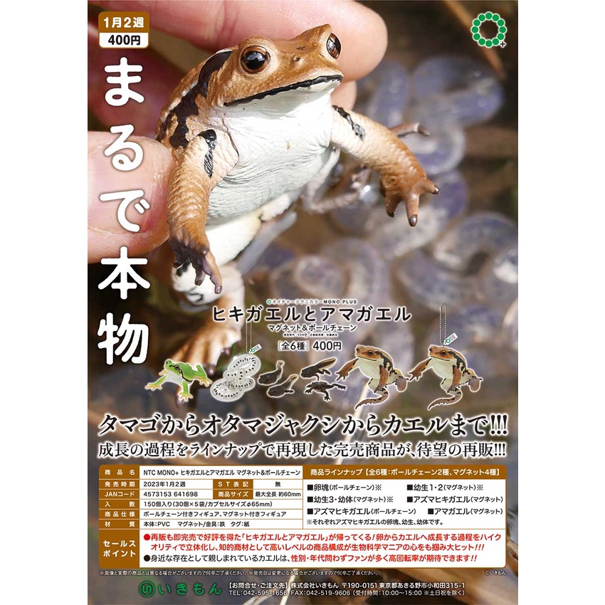 いきもん カエルガチャ4種セット