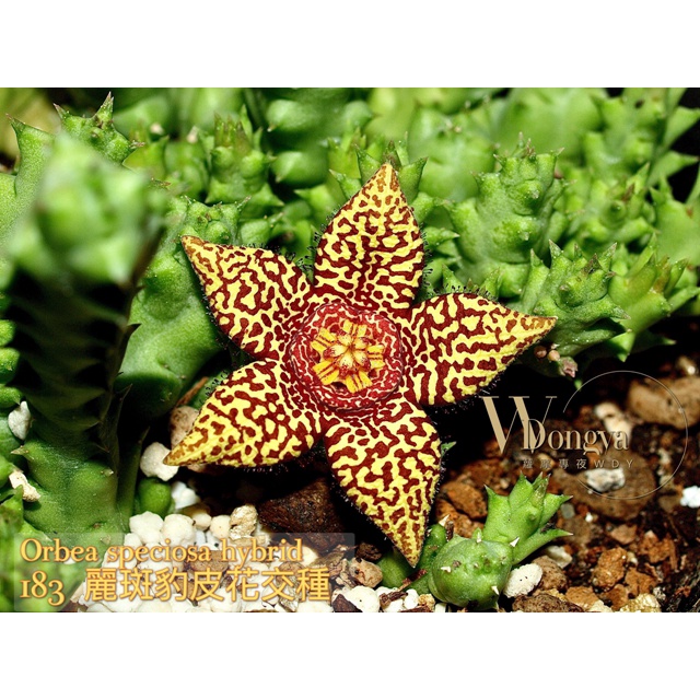 蘿藦多肉植物183Orbea speciosa hybrid麗斑豹皮花交種