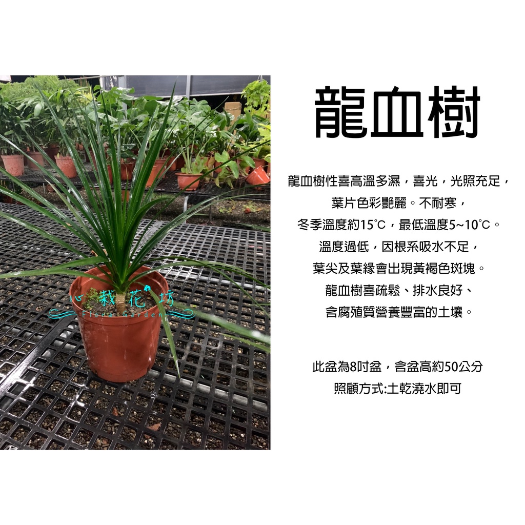 心栽花坊-龍血樹/龍鐵樹/8吋盆/綠化植物/室內植物/觀葉植物/售價400特價300